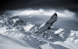eagle flying near snow covered mountains