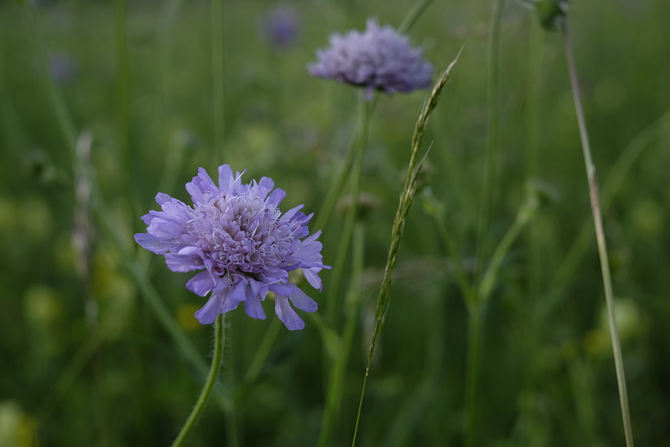 close-up photo of purple cluster flower HD wallpaper