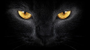 feline with yellow eyes wallpaper, cat