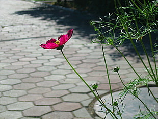 pink petal flower near pathway