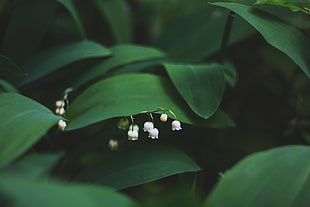 lily of the valley HD wallpaper