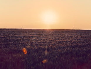 green field, landscape, sunset, photography, farm HD wallpaper