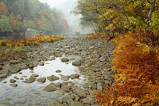 gray rocks on river