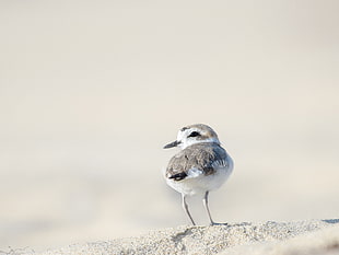 grey and white bird on sand, snowy plover