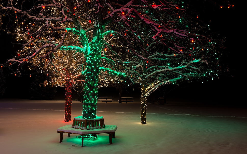 tree with green string lights in dim light HD wallpaper