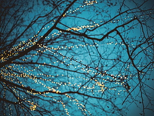 photography of bare tree with string lights