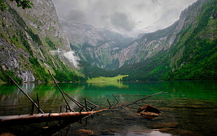 brown tree, nature, landscape, mountains, lake
