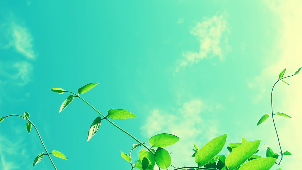 ovate green leaf plants, leaves, anime, clouds, blue HD wallpaper