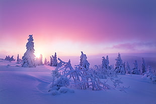 snow-covered tree lot, winter, snow, nature, purple HD wallpaper
