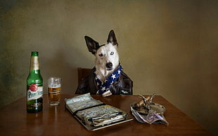short-coated white and black dog, animals, dog, beer