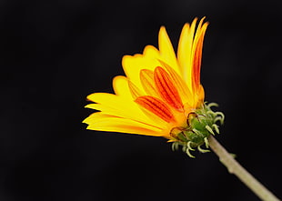 yellow petaled flower against black background, daisy