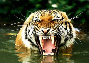 Tiger making face on water at daytime HD wallpaper