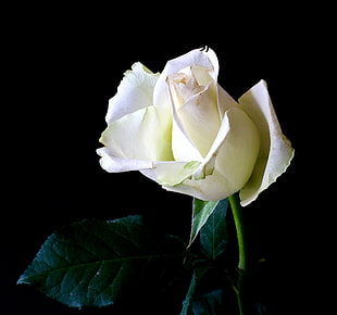 photo of white petaled flower with black background