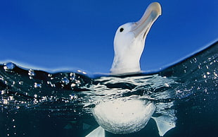 low angle photo of seagull on water