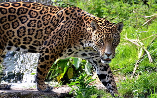 Jaguar surrounded by grass and green leaf plants
