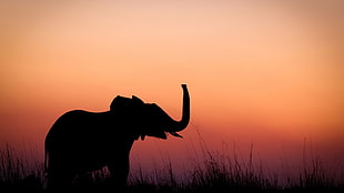 elephant silhouette photo