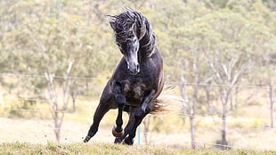 photo of black horse running on field