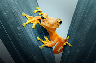 yellow frog, animals, Andri Priyadi, frog, leaves HD wallpaper