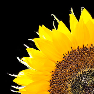 close up photo of sunflower HD wallpaper