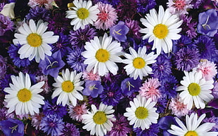 bed of variety of flowers HD wallpaper