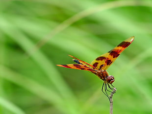 brown and yellow dragonfly selective focus photo HD wallpaper