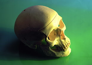 beige human skull placed on green textile