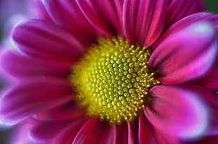 closeup photo of pink daisy flower