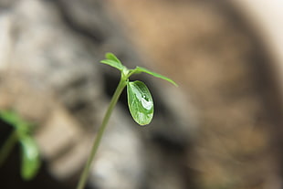 shallow focus photography of green leaf