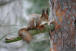 brown and gray squirrel on tree trunk