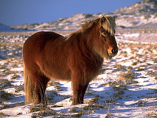 brown horse standing on sand during daytime