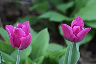 closeup photo of two pink petaled flowers, tulips