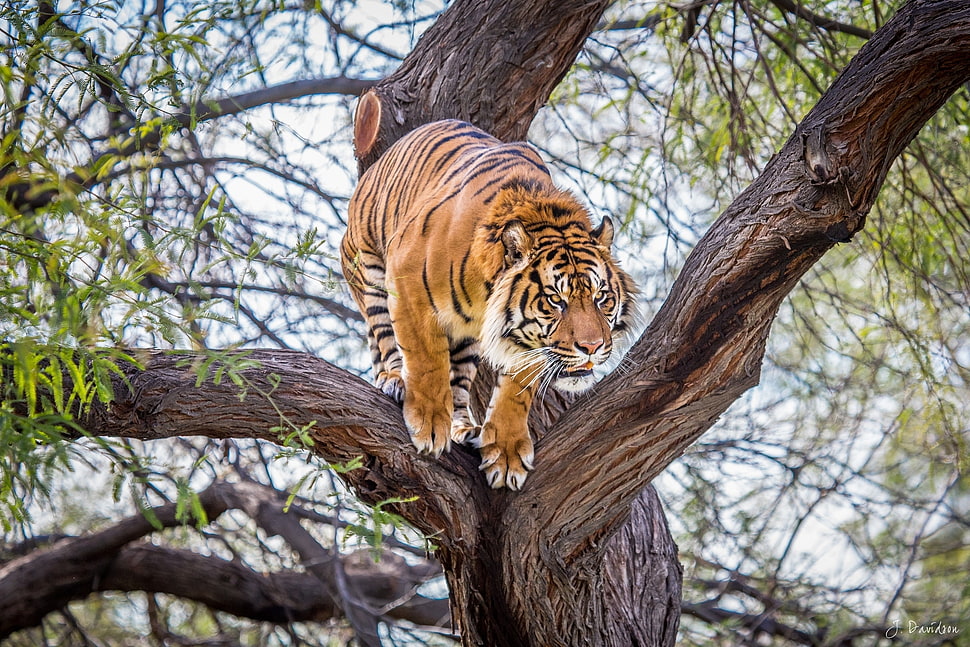 tiger on tree at daytime HD wallpaper