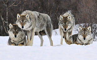 four gray wolves