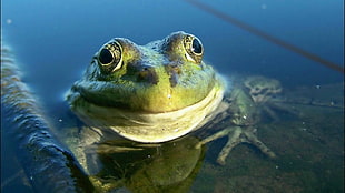 green frog, frog, amphibian, water, animals HD wallpaper