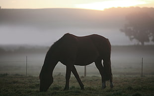 photography of brown horse