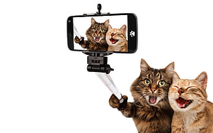 black Android smartphone and gray monopod, animals, cat, pet, selfies
