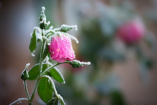 pink rose closeup photography HD wallpaper