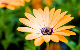 selective focus photography of yellow Ursunia flower