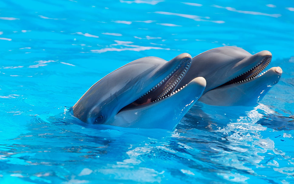 two gray dolphins, dolphin, water, animals HD wallpaper