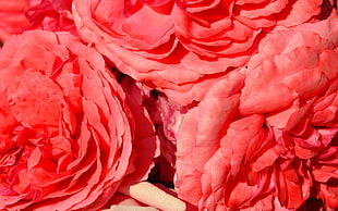 red Roses closeup photo