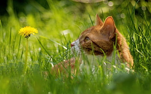 macro photography of orange tabby cat laying down on green grass near yellow dandelion flower