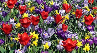 filed of assorted-color tulip flowers