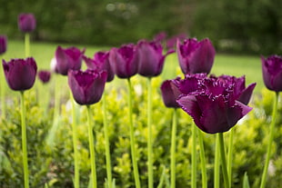 purple petaled flower, hot spring, tulips