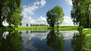 photography of river and trees