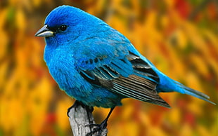 blue and black bird with short beak