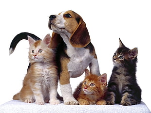 three Tabby kittens and one Beagle