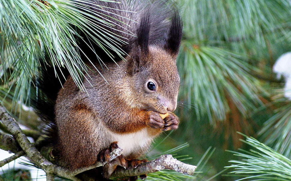 brown squerill holding nut HD wallpaper