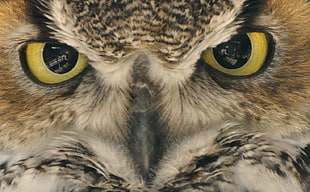 brown and black owl face in closeup photography