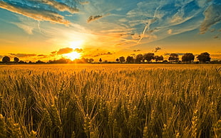 barley field during golden hour