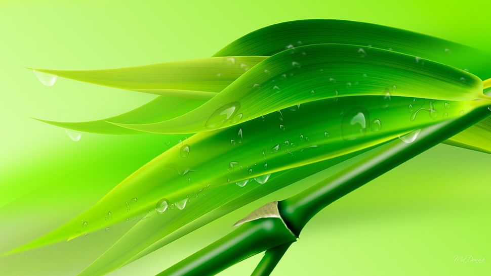 green bamboo leaves illustration, closeup, water drops, plants, leaves HD wallpaper